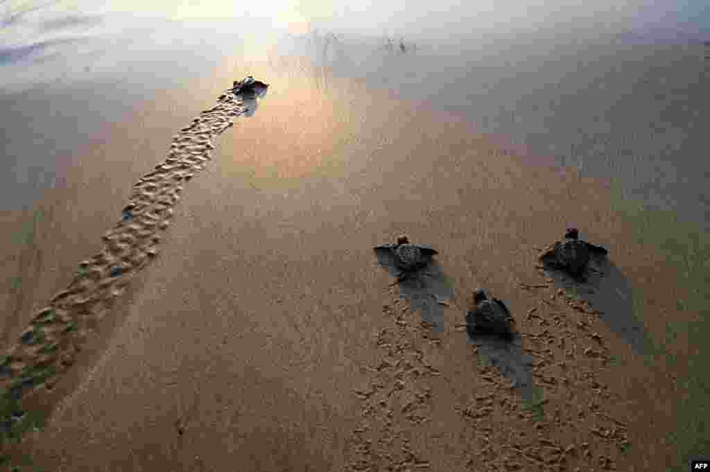 Baby sea turtles head towards the sea during the sunset at Lhoknga beach in Aceh province, Indonesia.