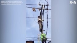 A Sloth Resting on Electrical Wires is Rescued in Colombia 