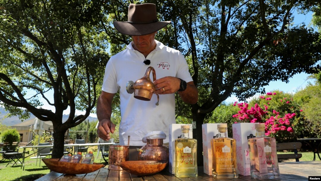 Les Ansley, pemilik Indlovu Gin, memisahkan buah juniper dan tumbuhan dari kotoran gajah kering, yang digunakan untuk membuat gin Indlovu, di Paarl, dekat Cape Town, Afrika Selatan, 28 Januari 2022. (REUTERS/Sumaya Hisham)