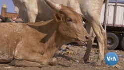 Terrorist Cattle Rustling Part of Toxic Mix of Food Insecurity in Sahel