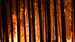 Graves consecuencias por incendios forestales preocupan a la ONU