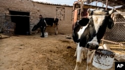 FILE - Milhem Daher checks his cows outside his house in the village of Kasrat Srour, in the southeastern countryside of the Raqqa province, Syria, Feb. 7, 2022.