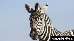 FILE: Illustration of a zebra. Taken Feb. 23, 2022