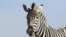FILE: Illustration of a zebra. Taken Feb. 23, 2022