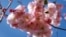 A bee searches for pollen among cherry blossoms on a sunny spring day in Lausanne, Switzerland March 20, 2017. 