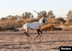 Seekor Oryx Arab yang diimpor dari Abu Dhabi setelah dilepasliarkan di Suaka Margasatwa Shaumari di Azraq, Yordania, 13 Februari 2022. (REUTERS/Alaa Al Sukhni)