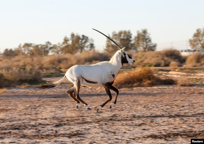 Seekor Oryx Arab yang diimpor dari Abu Dhabi setelah dilepasliarkan di Suaka Margasatwa Shaumari di Azraq, Yordania, 13 Februari 2022. (REUTERS/Alaa Al Sukhni)