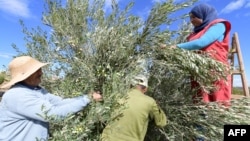 (FILE) Farmers harvest olives at an organic grove in Tunisia.