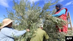 Farmers harvest at an organic grove in Oudhna, near Tunisia's capital Tunis, on October 14, 2021. Despite its small size, the country ranks 30th in the world and first in Africa in terms of area certified for organic farming.