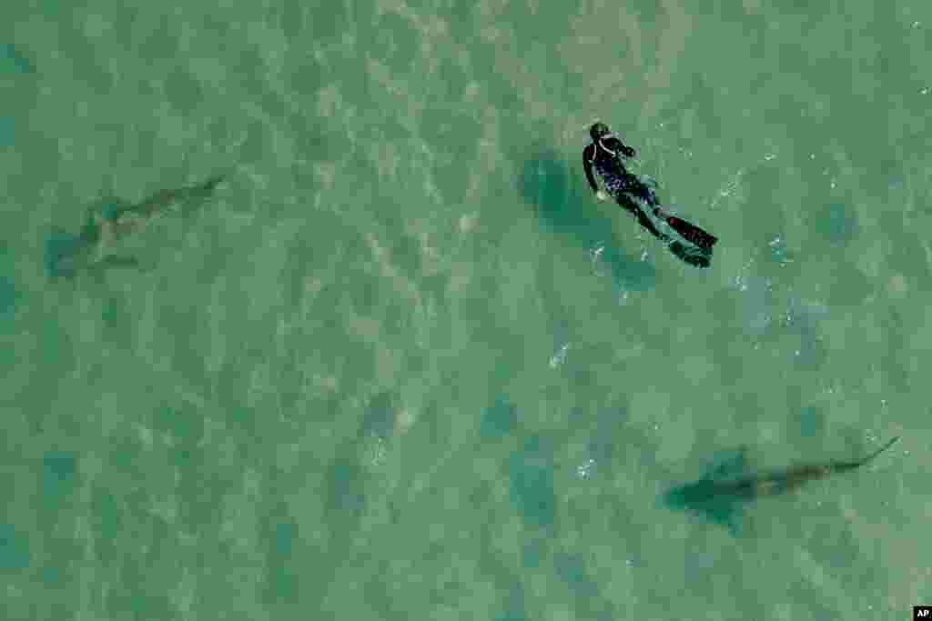 Sandbar sharks swim next to a person snorkling in the Mediterranean Sea near a power plant off the coast of Hadera, Israel.
