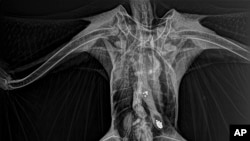 This Sept. 19, 2021 X-ray image provided by the Tri-State Bird Rescue & Research shows metallic particles in the gastrointestinal tract of a bald eagle.