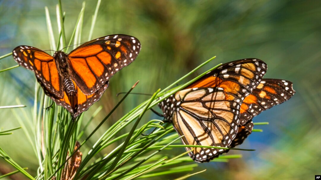 FILE - Butterflies land on branches at Monarch Grove Sanctuary in Pacific Grove, Calif., on Nov. 10, 2021.