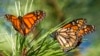 FILE - Butterflies land on branches at Monarch Grove Sanctuary in Pacific Grove, Calif., on Nov. 10, 2021.