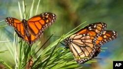 FILE - Butterflies land on branches at Monarch Grove Sanctuary in Pacific Grove, Calif., on Nov. 10, 2021.