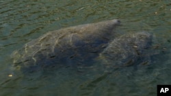 An adult and young manatee swim together in a canal, Wednesday, Feb. 16, 2022, in Coral Gables, Fla. (AP Photo/Rebecca Blackwell)