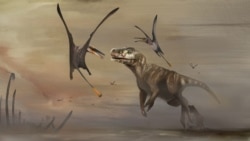 Science in a Minute: Scientists Discover Well Preserved Fossil of Largest Pterosaur