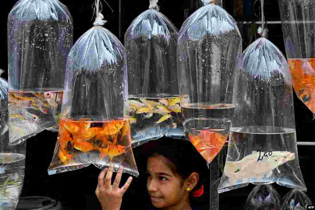A child checks out ornamental fish displayed at a pet shop in Chennai, India.
