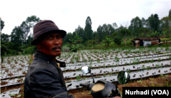 Santoso, petani di Kledung, Temanggung, Jawa Tengah. (Foto: VOA/Nurhadi)