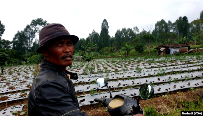 Santoso, petani di Kledung, Temanggung, Jawa Tengah. (Foto: VOA/Nurhadi)