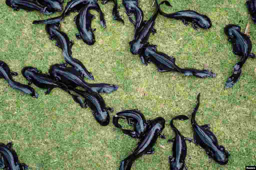 Local officials release axolotls as part of a conservation project to preserve the species in the Xochimilco canals in Mexico City, Mexico, Feb. 16, 2022.