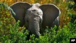Selon des spécialistes, le Zimbabwe a le potentiel pour une population de 45.000 éléphants, qui ont besoin de vastes espaces de pâturage.