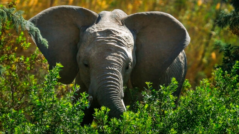 Zimbabwe: 60 personnes tuées par des éléphants cette année