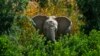 FILE- A desert elephant is photographed in the Kaokoland near Puros, northern Namibia, Aug. 6, 2013.