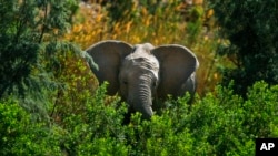 FILE- A desert elephant is photographed in the Kaokoland near Puros, northern Namibia, Aug. 6, 2013.