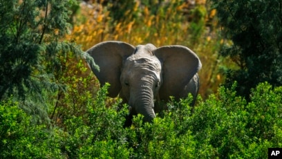 Ugandan Wildlife Trafficker Gets Life in Prison Ugandan Wildlife Trafficker Gets Life in Prison