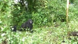 Կոնգոյի Դեմոկրատական Հանրապետության արևելքում կապիկները ցատկում են ճյուղից ճյուղ