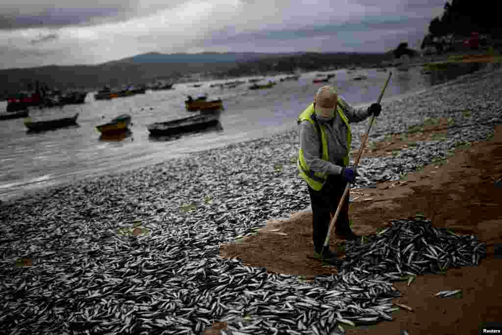 A worker removes dead anchovies washed up on the shores of the Coliumo beach near Concepcion, Chile, Feb. 20, 2022.