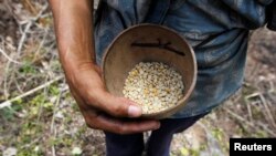 Un agricultor sostiene granos de maíz secos, donados por las reservas de alimentos del Programa Mundial de Alimentos (PMA) de las Naciones Unidas. [Foto de archivo]