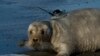 Una foca barbuda etiquetada en Kotzebue, Alaska, el 5 de septiembre de 2006. [Foto: Cortesía de la Administración Nacional Oceánica y Atmosférica de EE. UU.]