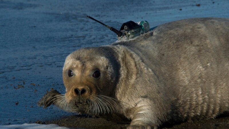 Marine Researchers Collecting Global Symphony of the Sea 