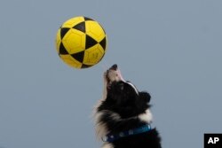 The border collie named Floki plays footvolley, a combination of soccer and volleyball, on Leblon beach in Rio de Janeiro, Sept. 8, 2024.