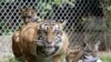 Indonesian Zoo Raising Money to Feed Tigers, Other Animals