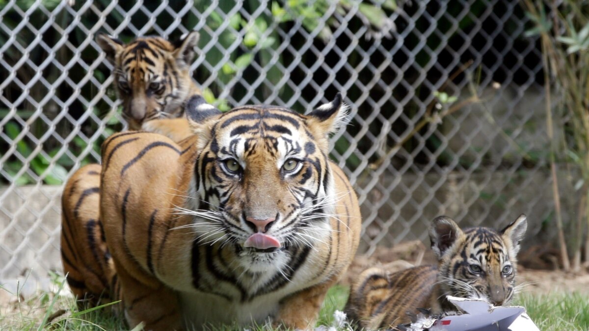 Tiger In NYC Zoo Becomes First Animal In US to Get COVID-19