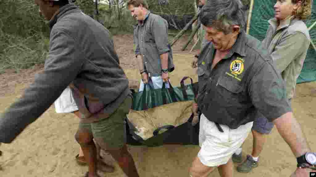  A sedated lion, is carried from Phinda Private Game Reserve, South Africa, Monday, June 29, 2015. The five female and two male lions are unwitting passengers about to embark on a 30-hour, 2,500-mile (4,000-kilometer) journey by truck and plane from South Africa to Akagera National Park in Rwanda, whose lion population was wiped out following the country’s 1994 genocide.