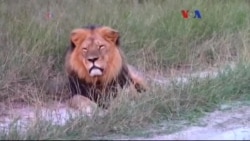 Aslan Öldüren Amerikalı'ya Tepki Büyüyor