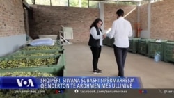 Shqipëri, Silvana Subashi sipërmarrësja që ndërton të ardhmen mes ullinjve