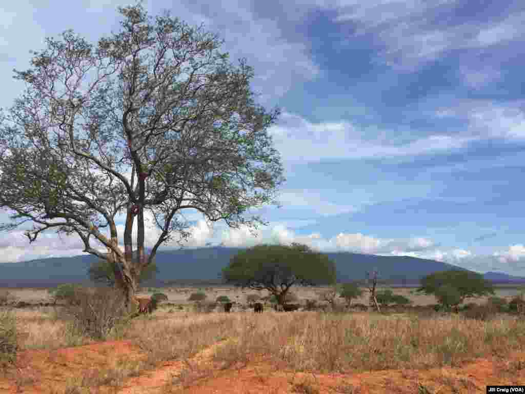 Elephants in Tsavo East National Park, Kenya, April 20, 2016. 