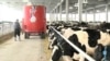 Aflatoxins are naturally occurring poisons produced by fungi that infect many food crops worldwide.
