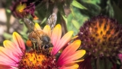 Native Bees May Help Save Crops
