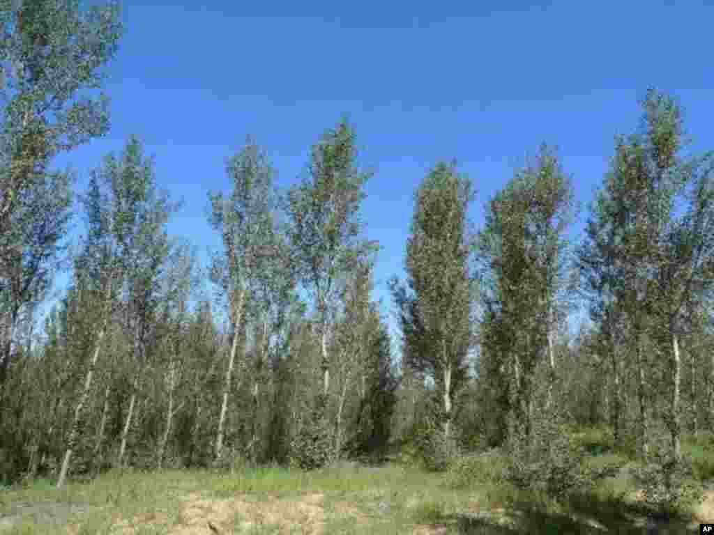 2010年科爾沁沙漠部分地區已經重新造林