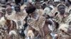 Fake Leopard Skins Used in South Africa to Save Live Cats