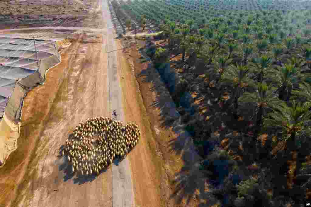 A Palestinian shepherd herds his flock near the West Bank Jewish Settlement of Tomer in the Jordan Valley.