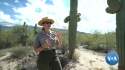 Saguaros: Arizona's Iconic Cacti