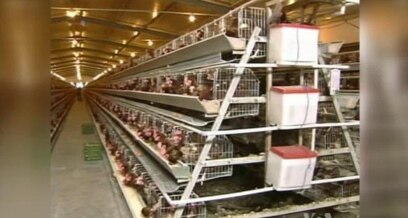 New, Fatal Bird Flu Strain Closely Monitored