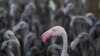 A pink flamingo with flamingos chicks in a pen in Aigues-Mortes, near Montpellier, southern France, Aug. 5, 2020.