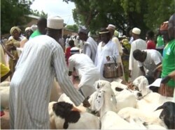 Beneficiaries of the initiative take possession of their livestock in Maroua, Cameroon, July 11, 2019. (M. Kindzeka/VOA)